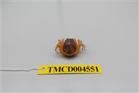 藏品(短指和尚蟹)的圖片